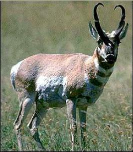 pronghorn1