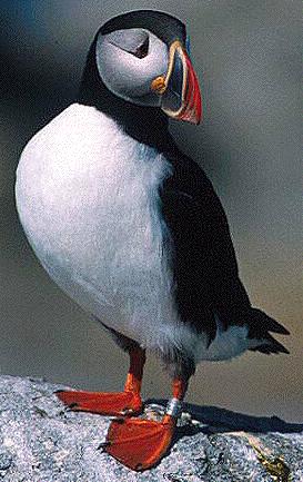 puffinbird