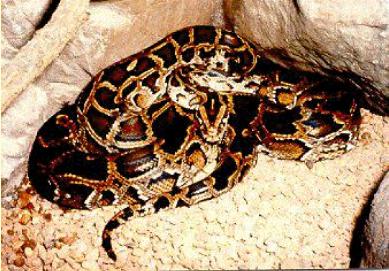 pythonsnake1