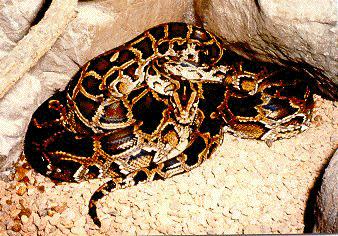 pythonsnake