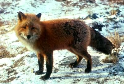 redfox