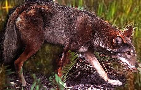 redwolf1