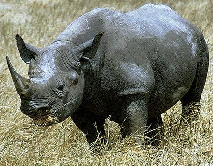 rhinoceros