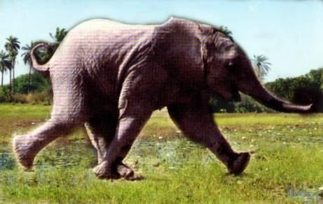 runningbabyelephantpicture