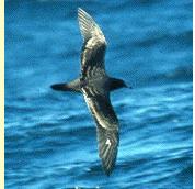 shearwaterbird