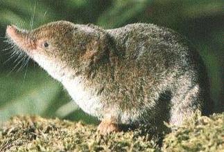 shrew