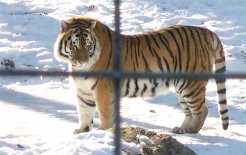 siberiantiger