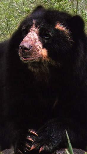 spectacledbear