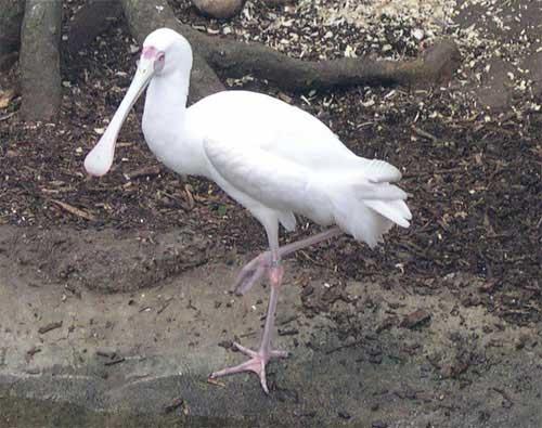 spoonbillbird