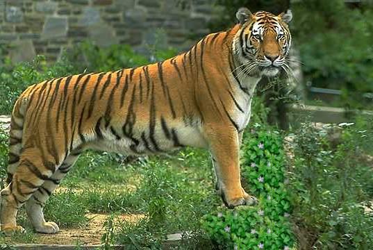 sumatrantiger1