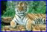 sumatrantigersittingpic