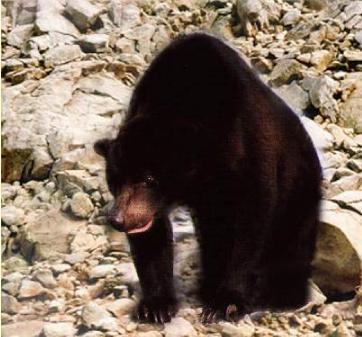 sunbear