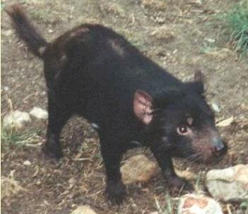 tasmaniandevil1