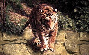 tigeronrockspicture