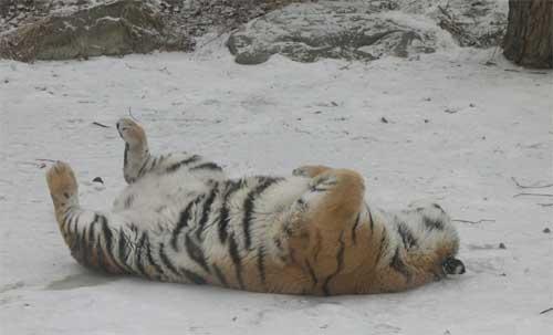 tigerrolling