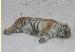 tigersleeping