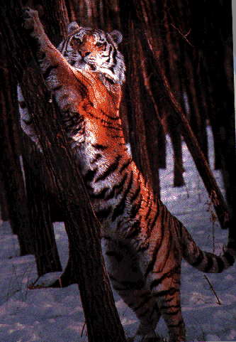 tigerstretchingpicture