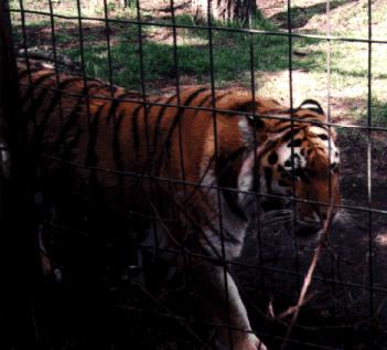 tigerwalkingclosezoopictures