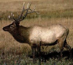 wapiti