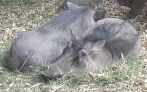 warthogs