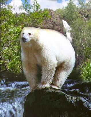 whiteblackbear