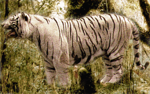 whitetigerpicture