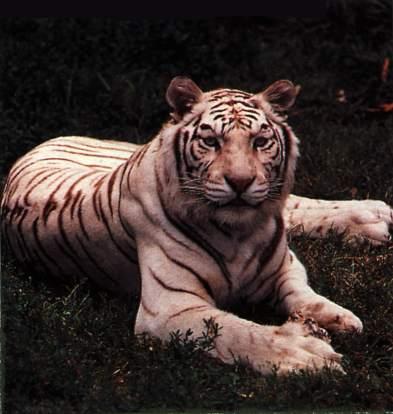 whitetigersitting