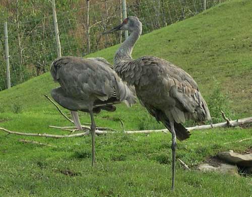 whoopingcranes