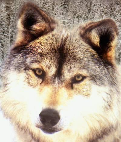 wolfface