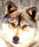 wolffacesm